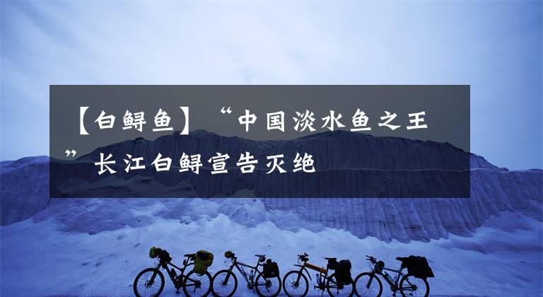 【白鱘魚】“中國(guó)淡水魚之王”長(zhǎng)江白鱘宣告滅絕