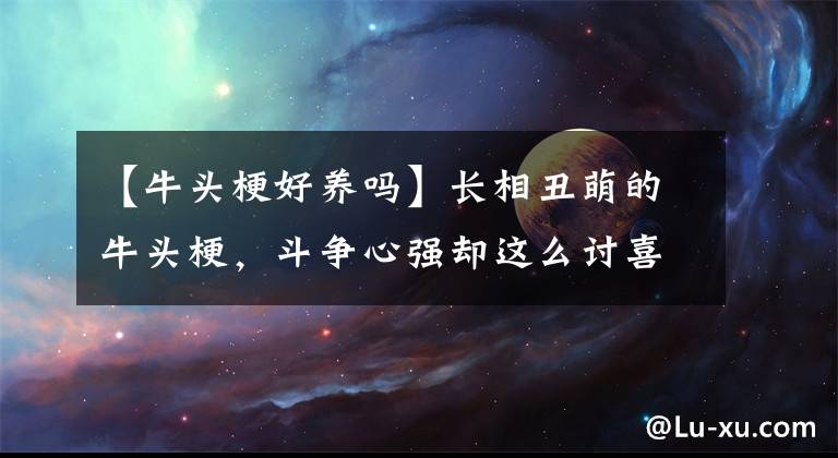 【牛頭梗好養(yǎng)嗎】長(zhǎng)相丑萌的牛頭梗，斗爭(zhēng)心強(qiáng)卻這么討喜，那它適合家養(yǎng)嗎