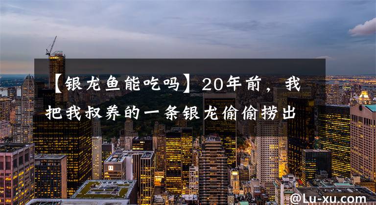 【銀龍魚能吃嗎】20年前，我把我叔養(yǎng)的一條銀龍偷偷撈出來吃了，后來我叔知道了