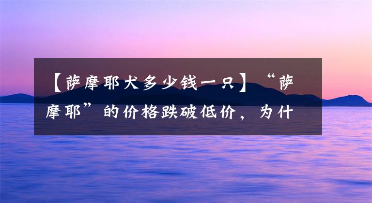 【薩摩耶犬多少錢一只】“薩摩耶”的價格跌破低價，為什么養(yǎng)它的人卻少了呢？