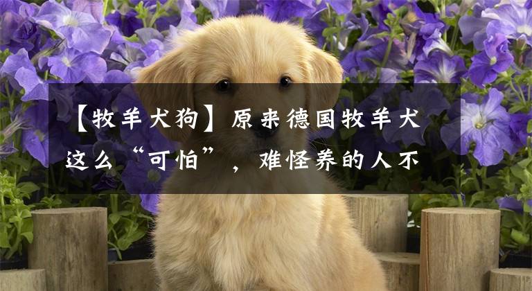 【牧羊犬狗】原來(lái)德國(guó)牧羊犬這么“可怕”，難怪養(yǎng)的人不多