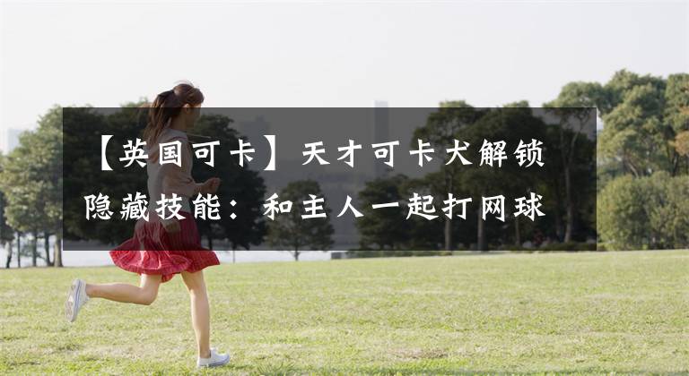 【英國(guó)可卡】天才可卡犬解鎖隱藏技能：和主人一起打網(wǎng)球