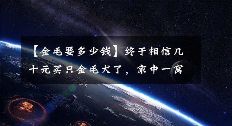 【金毛要多少錢】終于相信幾十元買只金毛犬了，家中一窩金毛被奶奶50一只全賣了