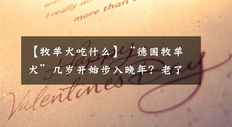 【牧羊犬吃什么】“德國牧羊犬”幾歲開始步入晚年？老了的德牧如何照顧才正確？