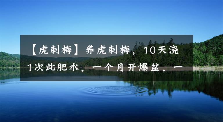 【虎刺梅】養(yǎng)虎刺梅，10天澆1次此肥水，一個月開爆盆，一年開花不斷