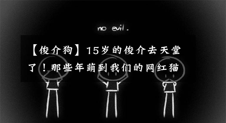 【俊介狗】15歲的俊介去天堂了！那些年萌到我們的網(wǎng)紅貓狗你都認(rèn)識(shí)嗎？