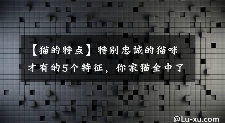 【貓的特點】特別忠誠的貓咪才有的5個特征，你家貓全中了嗎？