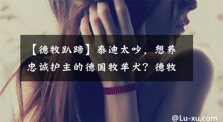 【德牧趴蹄】泰迪太吵，想養(yǎng)忠誠護主的德國牧羊犬？德牧可比泰迪難養(yǎng)得多