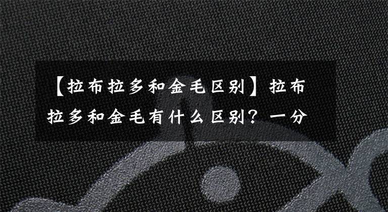 【拉布拉多和金毛區(qū)別】拉布拉多和金毛有什么區(qū)別？一分鐘教會(huì)你辨識(shí)