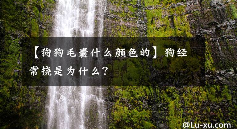 【狗狗毛囊什么顏色的】狗經(jīng)常撓是為什么？