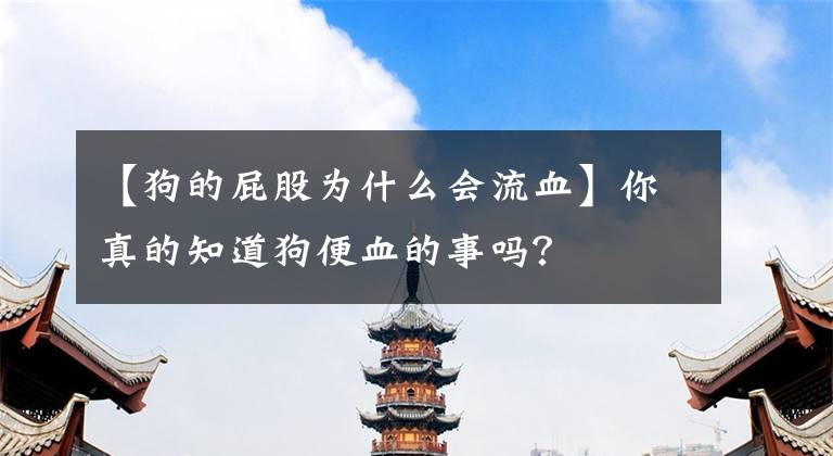 【狗的屁股為什么會(huì)流血】你真的知道狗便血的事嗎？