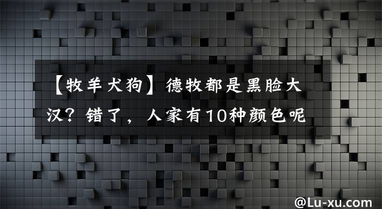 【牧羊犬狗】德牧都是黑臉大漢？錯(cuò)了，人家有10種顏色呢