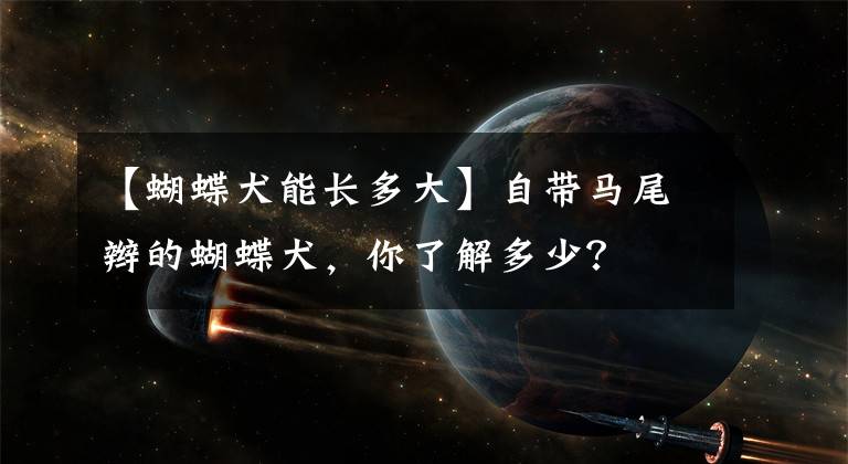 【蝴蝶犬能長(zhǎng)多大】自帶馬尾辮的蝴蝶犬，你了解多少？