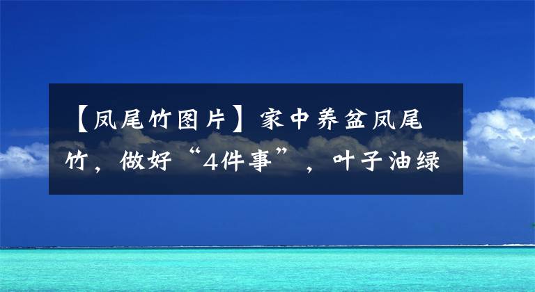 【鳳尾竹圖片】家中養(yǎng)盆鳳尾竹，做好“4件事”，葉子油綠茂盛，植株瘋長不停