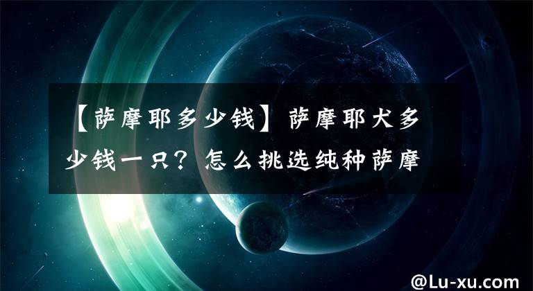 【薩摩耶多少錢】薩摩耶犬多少錢一只？怎么挑選純種薩摩耶？