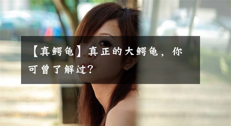 【真鱷龜】真正的大鱷龜，你可曾了解過？