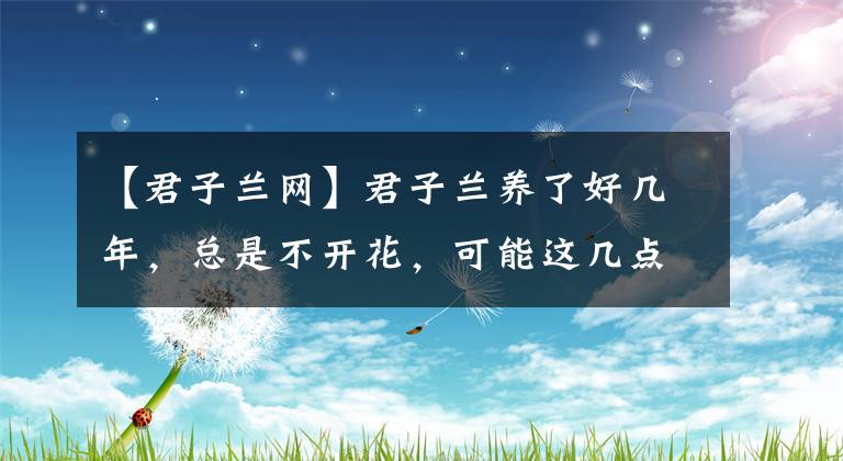 【君子蘭網(wǎng)】君子蘭養(yǎng)了好幾年，總是不開花，可能這幾點沒做好