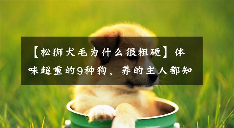 【松獅犬毛為什么很粗硬】體味超重的9種狗，養(yǎng)的主人都知道，如果有氣味，主人可能會(huì)討厭它們。