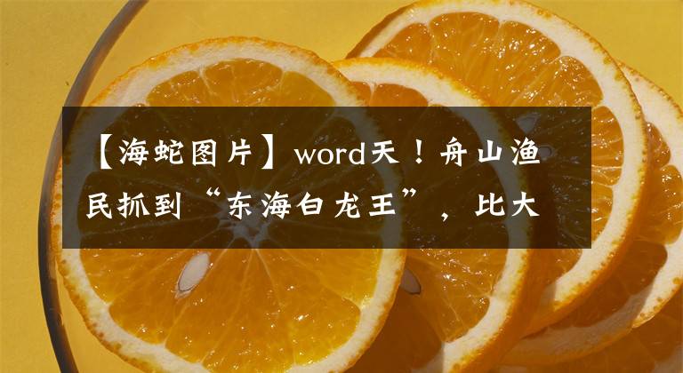 【海蛇圖片】word天！舟山漁民抓到“東海白龍王”，比大腿還粗！它可能是來交配的