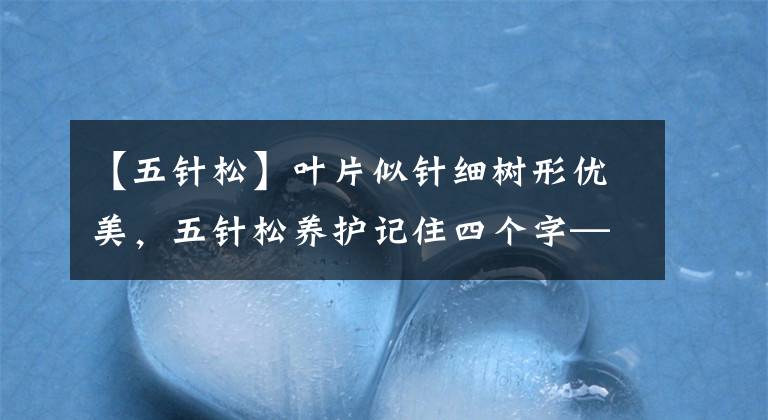 【五針?biāo)伞咳~片似針細(xì)樹形優(yōu)美，五針?biāo)绅B(yǎng)護(hù)記住四個字——三怕四要！