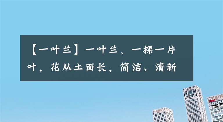 【一葉蘭】一葉蘭，一棵一片葉，花從土面長(zhǎng)，簡(jiǎn)潔、清新、潑辣，太獨(dú)特了