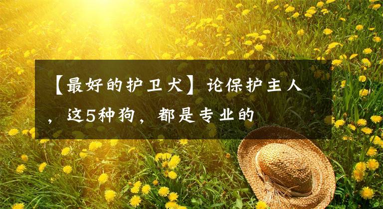 【最好的護(hù)衛(wèi)犬】論保護(hù)主人，這5種狗，都是專業(yè)的