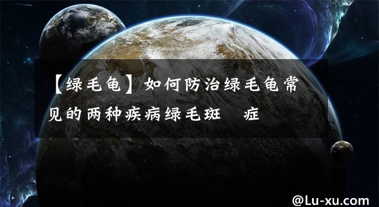 【綠毛龜】如何防治綠毛龜常見的兩種疾病綠毛斑禿癥