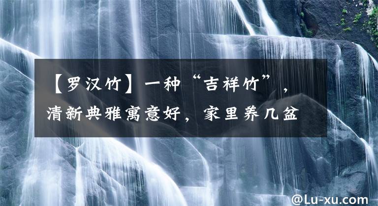 【羅漢竹】一種“吉祥竹”，清新典雅寓意好，家里養(yǎng)幾盆，旺財又守家