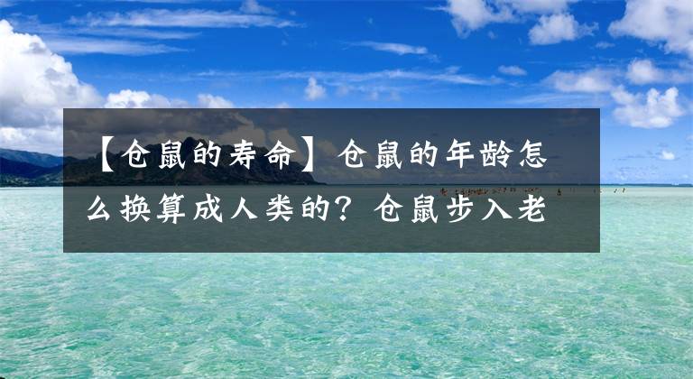 【倉(cāng)鼠的壽命】倉(cāng)鼠的年齡怎么換算成人類的？倉(cāng)鼠步入老年的征兆