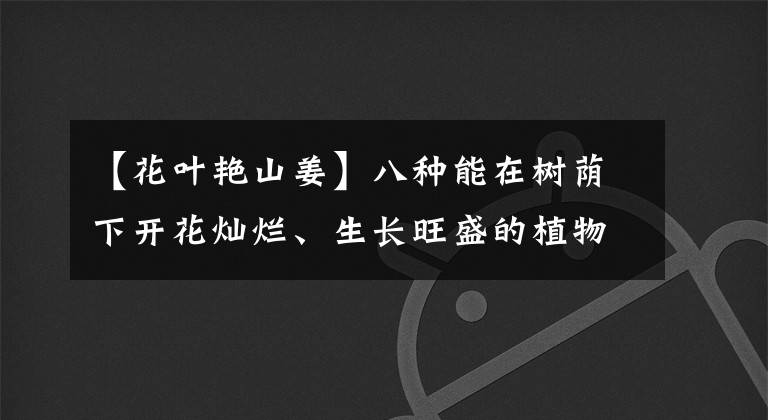 【花葉艷山姜】八種能在樹蔭下開花燦爛、生長旺盛的植物，新手也能種出一片花園