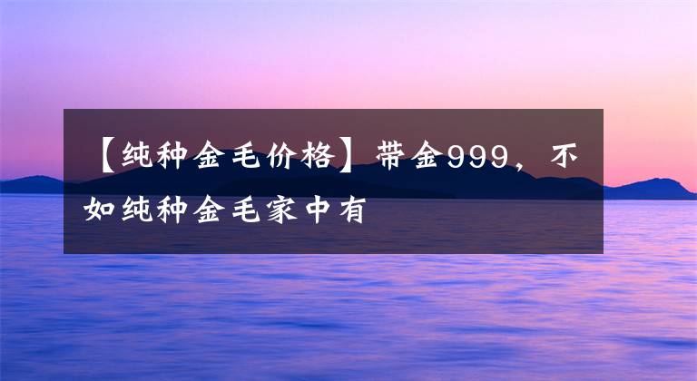 【純種金毛價格】帶金999，不如純種金毛家中有