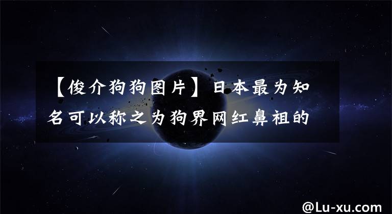 【俊介狗狗圖片】日本最為知名可以稱之為狗界網紅鼻祖的狗狗—俊介走了