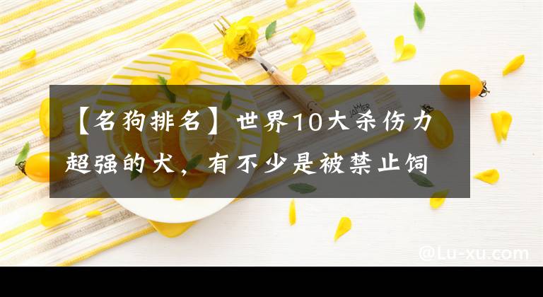 【名狗排名】世界10大殺傷力超強的犬，有不少是被禁止飼養(yǎng)的，你敢養(yǎng)嗎？