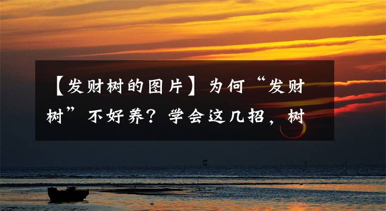 【發(fā)財(cái)樹的圖片】為何“發(fā)財(cái)樹”不好養(yǎng)？學(xué)會(huì)這幾招，樹干粗壯葉片光亮