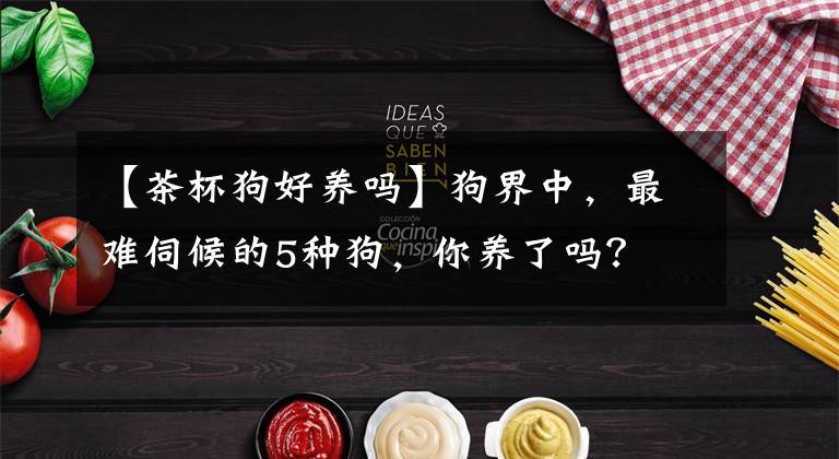 【茶杯狗好養(yǎng)嗎】狗界中，最難伺候的5種狗，你養(yǎng)了嗎？