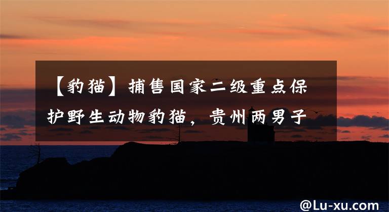 【豹貓】捕售國(guó)家二級(jí)重點(diǎn)保護(hù)野生動(dòng)物豹貓，貴州兩男子被刑拘