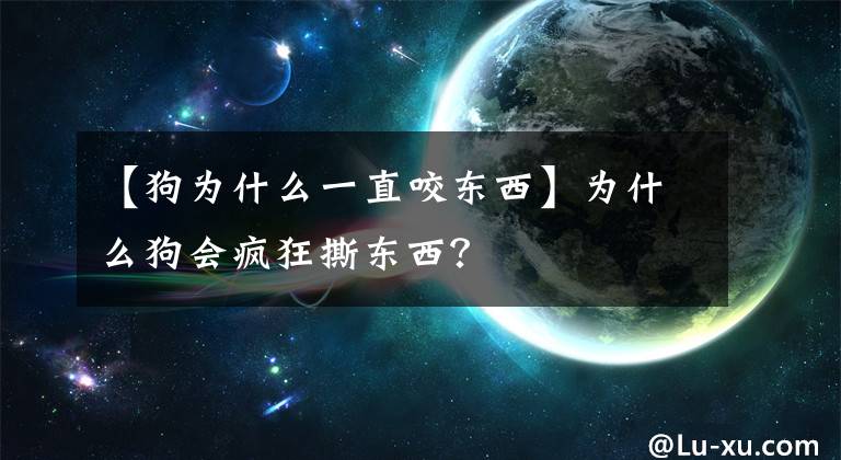 【狗為什么一直咬東西】為什么狗會瘋狂撕東西？