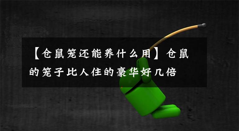 【倉(cāng)鼠籠還能養(yǎng)什么用】倉(cāng)鼠的籠子比人住的豪華好幾倍