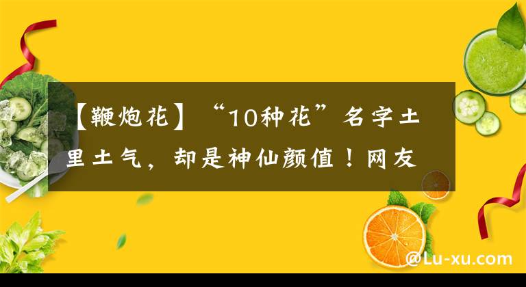 【鞭炮花】“10種花”名字土里土氣，卻是神仙顏值！網(wǎng)友：被名字耽誤了一生