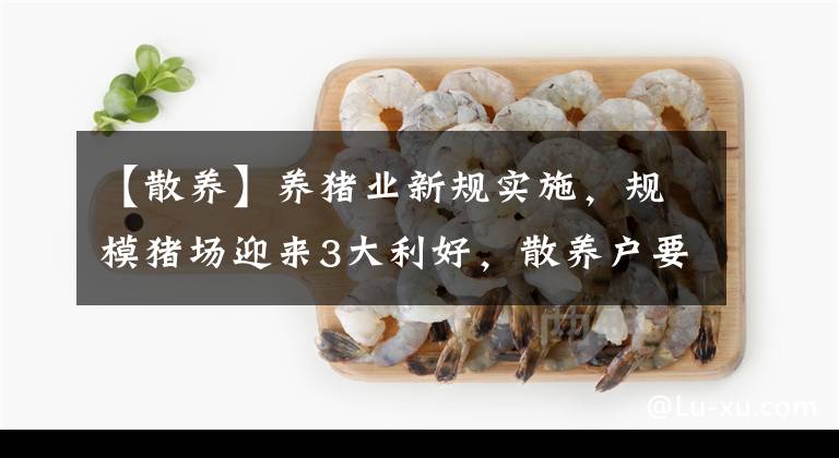 【散養(yǎng)】養(yǎng)豬業(yè)新規(guī)實施，規(guī)模豬場迎來3大利好，散養(yǎng)戶要早做準(zhǔn)備