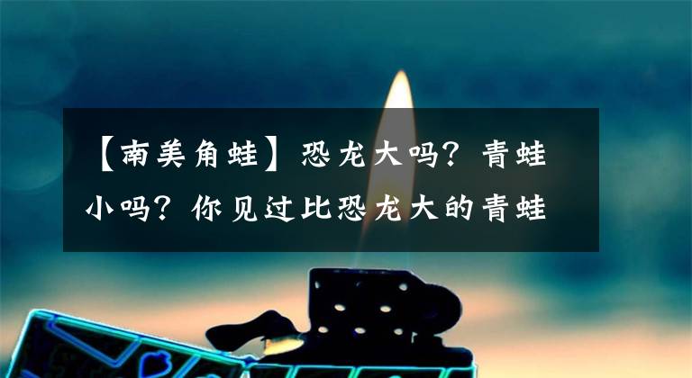 【南美角蛙】恐龍大嗎？青蛙小嗎？你見(jiàn)過(guò)比恐龍大的青蛙嗎？