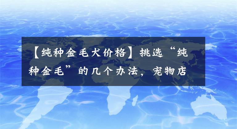 【純種金毛犬價格】挑選“純種金毛”的幾個辦法，寵物店老板絕不會告訴你