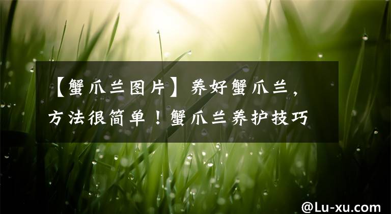 【蟹爪蘭圖片】養(yǎng)好蟹爪蘭，方法很簡(jiǎn)單！蟹爪蘭養(yǎng)護(hù)技巧合集，學(xué)一學(xué)