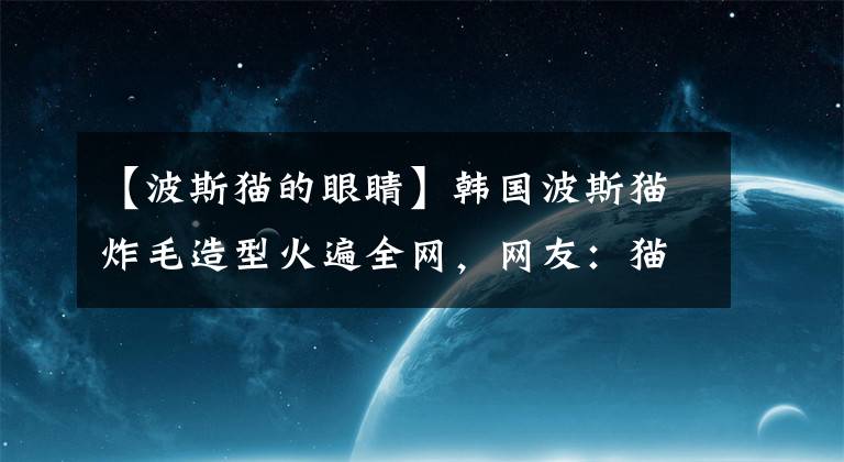 【波斯貓的眼睛】韓國(guó)波斯貓炸毛造型火遍全網(wǎng)，網(wǎng)友：貓界的“鰲拜”來(lái)了