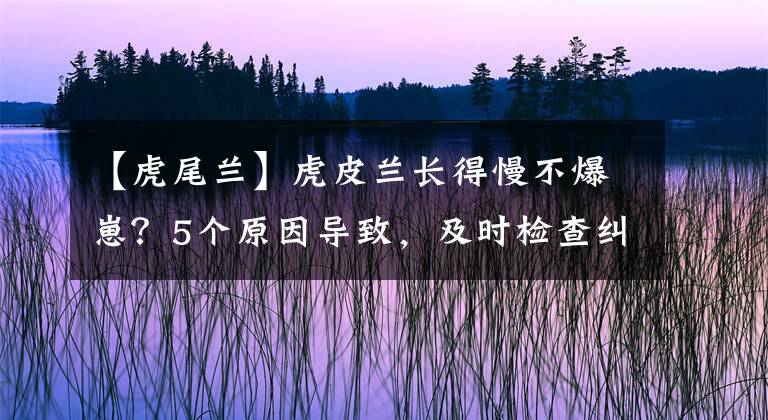 【虎尾蘭】虎皮蘭長(zhǎng)得慢不爆崽？5個(gè)原因?qū)е?，及時(shí)檢查糾正，新芽擠滿盆