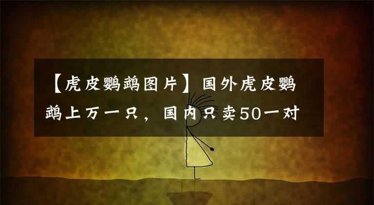 【虎皮鸚鵡圖片】國外虎皮鸚鵡上萬一只，國內(nèi)只賣50一對，到底差在哪？