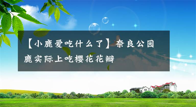 【小鹿愛吃什么了】奈良公園鹿實際上吃櫻花花瓣