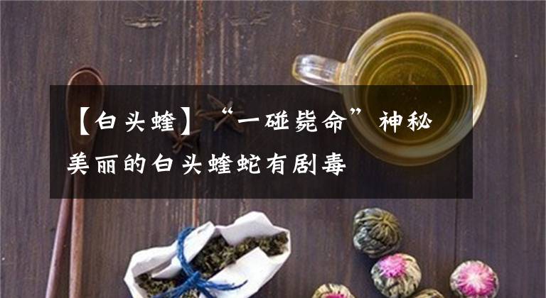 【白頭蝰】“一碰斃命”神秘美麗的白頭蝰蛇有劇毒