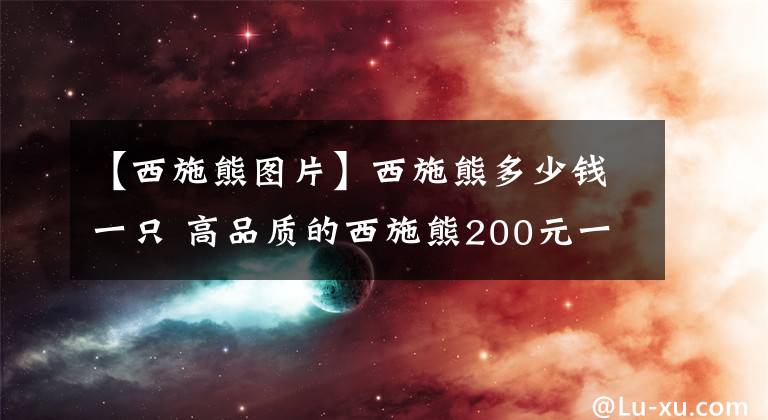 【西施熊圖片】西施熊多少錢一只 高品質(zhì)的西施熊200元一只