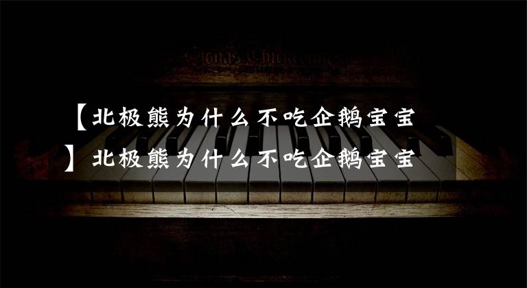 【北極熊為什么不吃企鵝寶寶】北極熊為什么不吃企鵝寶寶呢？